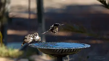 White-browed Babbler - Western Australia