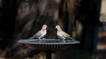 Little brown dove - Western Australia