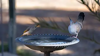 Noisy miner & Crested pigeon - Western Australia