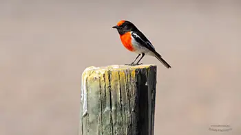 Red-capped Robin