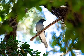 Black-faced Cuckoo-shrike - Western Australia