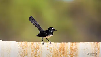 Willie-wagtails - Western Australia