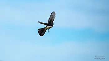 Willie-wagtails - Western Australia