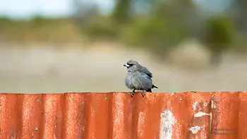 Black-faced Woodswallows  - Western Australia