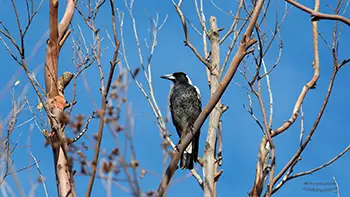 Australian magpie