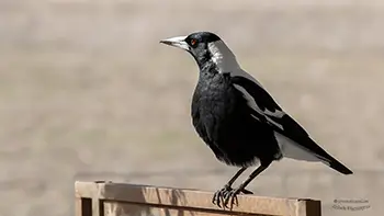 Australian magpie