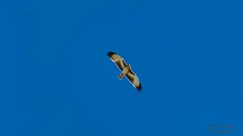 Red kite - Western Australia