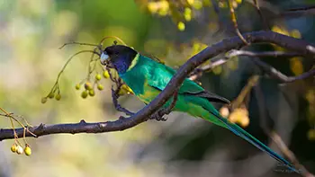Australian ringneck - Western Australia