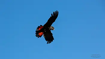 Forest Red-tailed Black Cockatoo - Western Australia