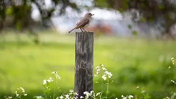 Grey Shrike-thrush - Western Australia