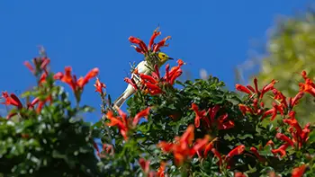 White-plumed Honeyeater - Western Australia