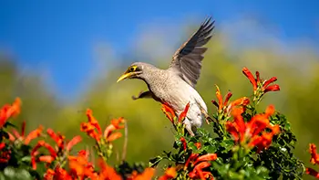 Noisy miner - Western Australia