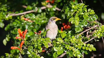 Noisy miner - Western Australia