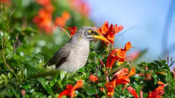 Noisy miner - Western Australia