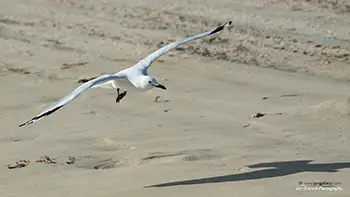 Silver gull - Australia