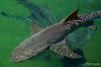 Ocean Park Aquarium - Australia