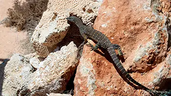 Ocean Park Aquarium - Australia