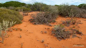 Nerren Nerren - Australia