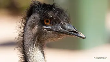 Emu