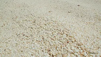 Shell Beach Conservation Park - Australia