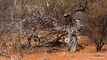 Nerren Nerren - Australia