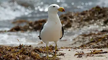 Pacific gull - Australia