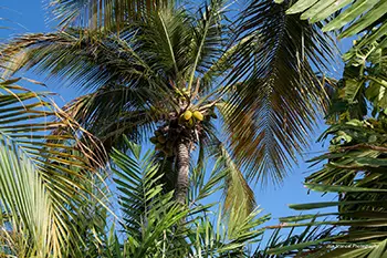 Curacao - Willemstad