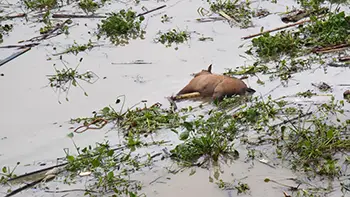 Ecuador - Guayas River