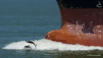 Delfiny - USA - Zatoka Meksykańska