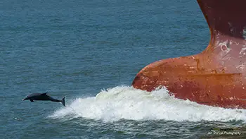 Delfiny - USA - Zatoka Meksykańska