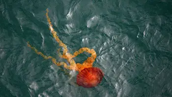 Meduza. Długość około 5m. Peru - Ocean Spokojny