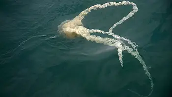 Meduza. Długość około 5m. Peru - Ocean Spokojny