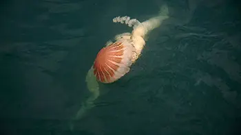 Meduza. Długość około 5m. Peru - Ocean Spokojny
