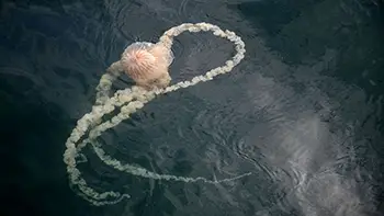 Meduza. Długość około 5m. Peru - Ocean Spokojny