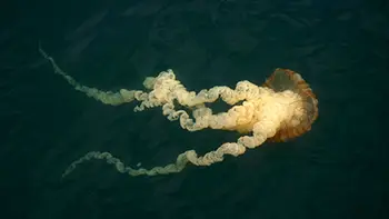 Meduza. Długość około 5m. Peru - Ocean Spokojny