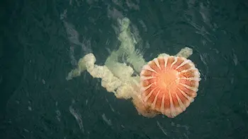 Meduza. Długość około 5m. Peru - Ocean Spokojny