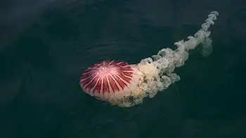 Meduza. Długość około 5m. Peru - Ocean Spokojny