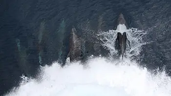 Delfiny - USA - Zatoka Meksykańska