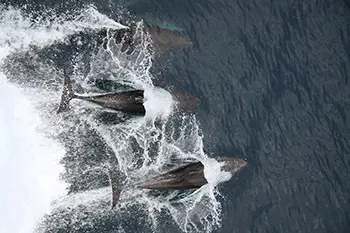 Delfiny - USA - Zatoka Meksykańska