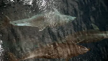 Delfiny - USA - Zatoka Meksykańska