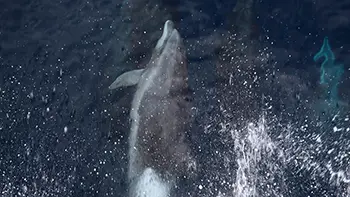 Delfiny - USA - Zatoka Meksykańska