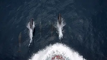 Delfiny - USA - Zatoka Meksykańska