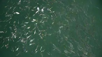 Ryby - Gwatemala - Pacyfik