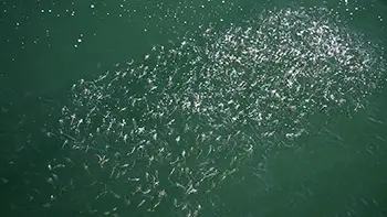 Ryby - Gwatemala - Pacyfik