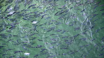 Ryby - Gwatemala - Pacyfik