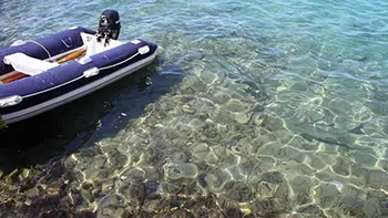 Ryby - Wyspy Dziewicze - Morze Karaibskie