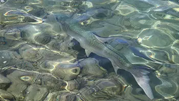 Ryby - Wyspy Dziewicze - Morze Karaibskie