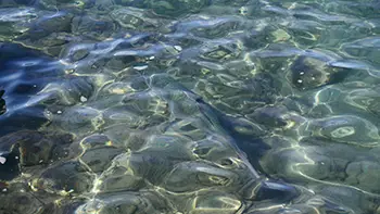 Ryby - Wyspy Dziewicze - Morze Karaibskie