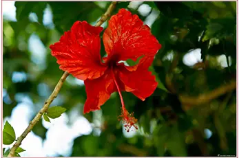 Kauai Botanical Garden