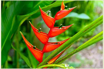 Kauai Botanical Garden